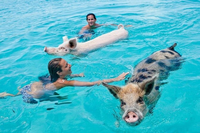 Swim And Splash Pigs In Bahamas